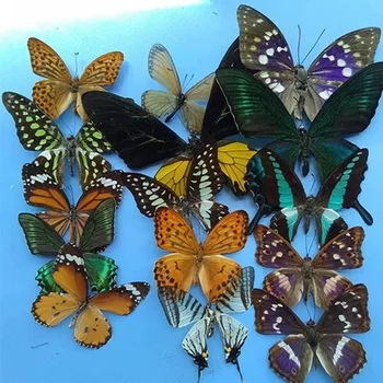 Естествен истински образец на пеперудата наръчник за обучение проба САМ крилата проба пеперуда прозрачна торбичка възможни разнообразие